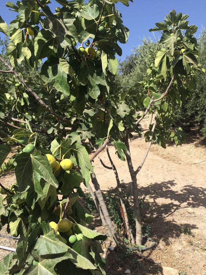 Priego de Córdoba Villa La Quinta מראה חיצוני תמונה